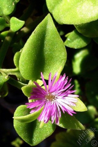 A mobile wallpaper and MMS picture for Apple iPhone 7s, 6s, 5s, 4s, Plus, iPods, iPads, New iPads, Samsung Galaxy S Series and Notes, Sony Ericsson Xperia, LG Mobile Phones, Tablets and Devices: Heartleaf Iceplant -Baby Sun Rose, Rock rose- with pink flowers.
